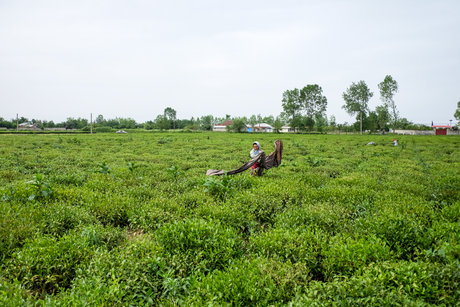 تابستان چای سبز و زمستان چای سیاه بنوشید